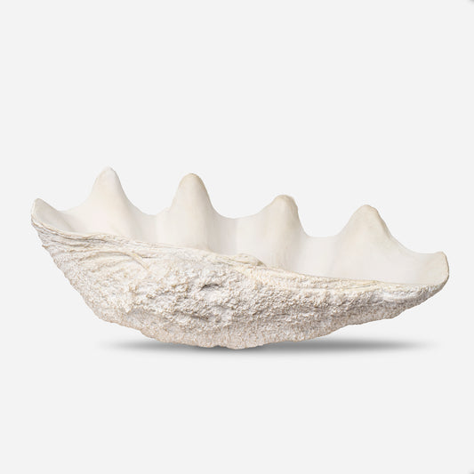 Bénitier Coquillage