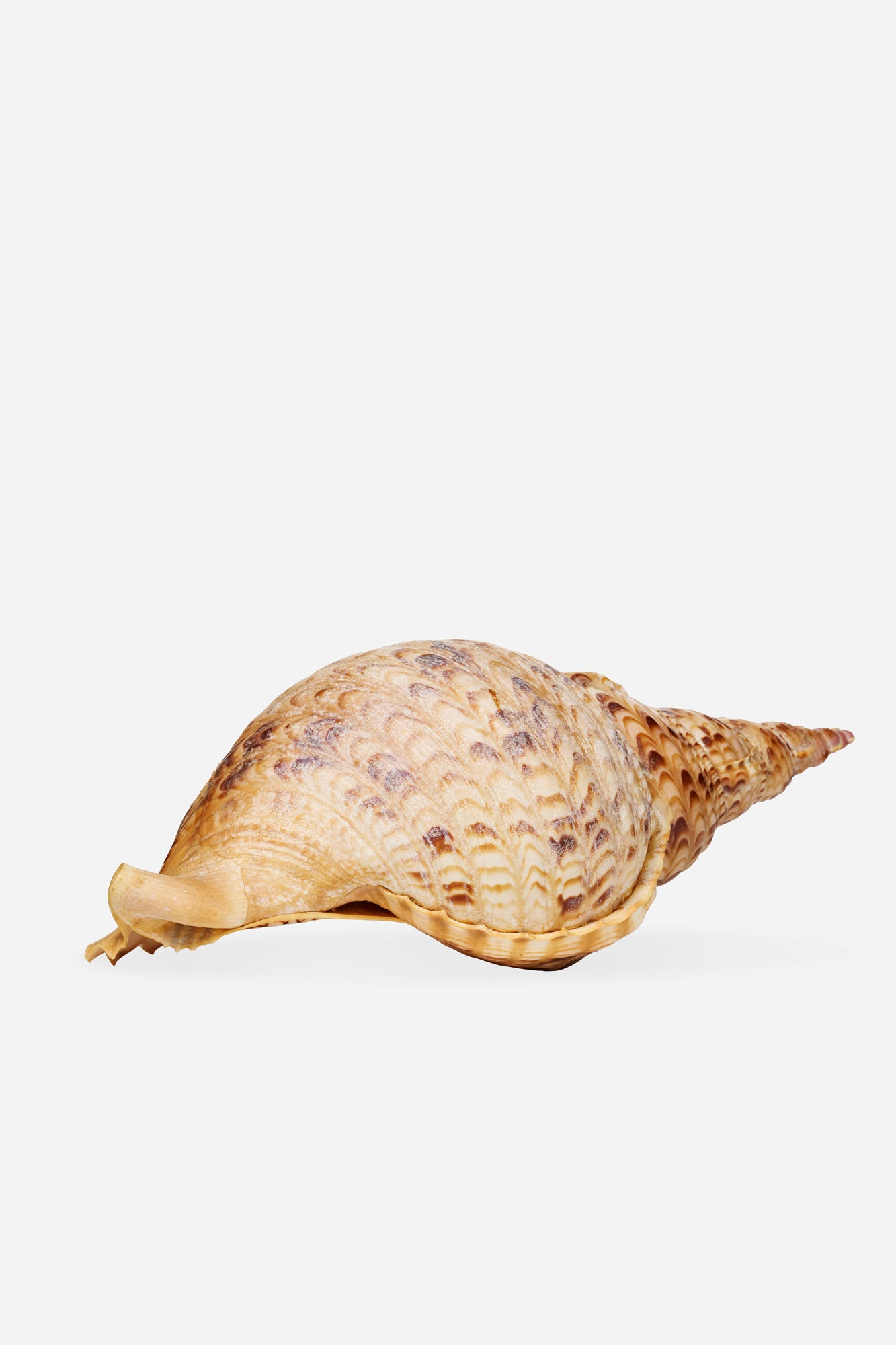 Leviathan Assemblage de coquillages M