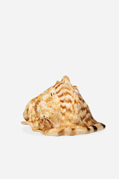 Leviathan Assemblage de coquillages M