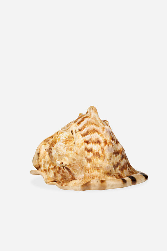 Leviathan Assemblage de coquillages M