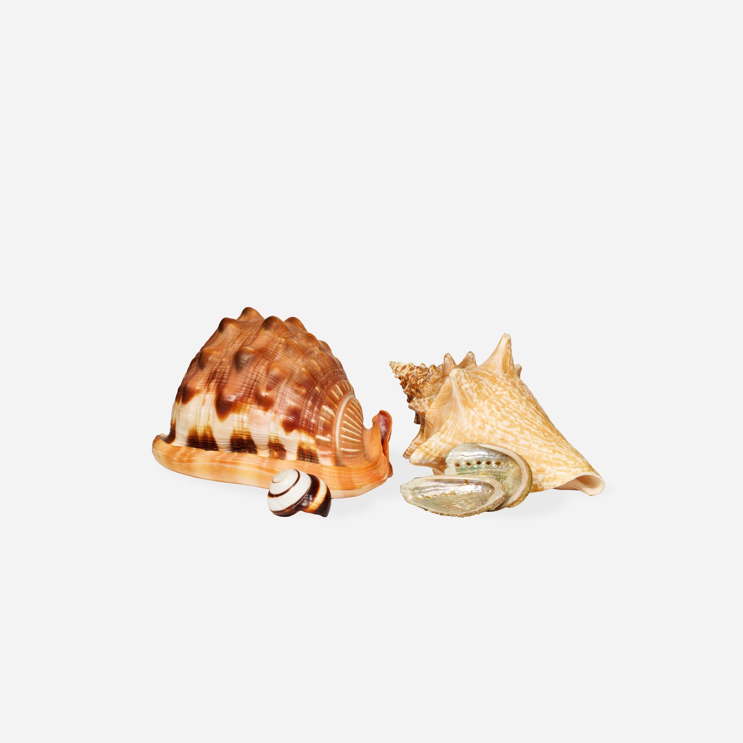 Leviathan Assemblage de coquillages M